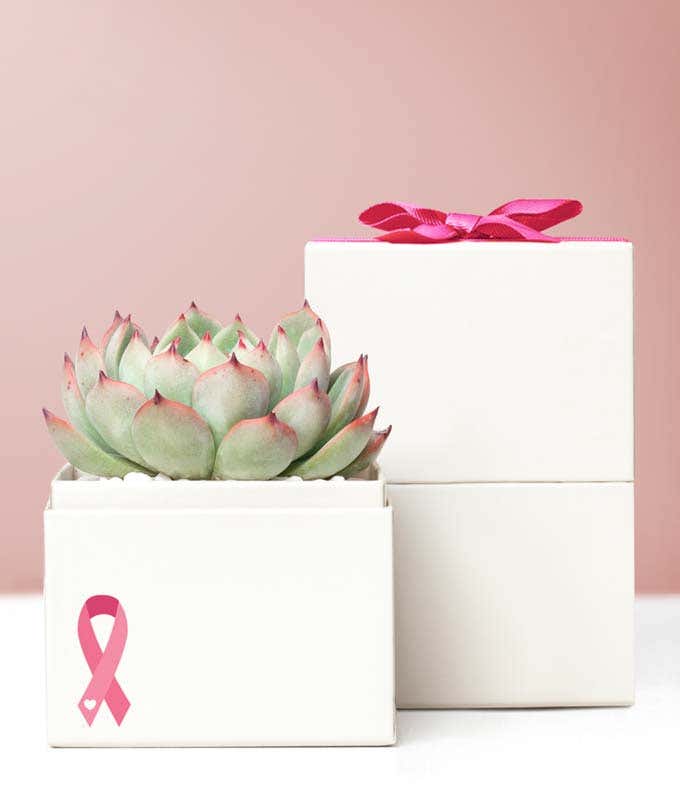 Lula's Garden  Breast Cancer Awareness Bliss Succulent Garden