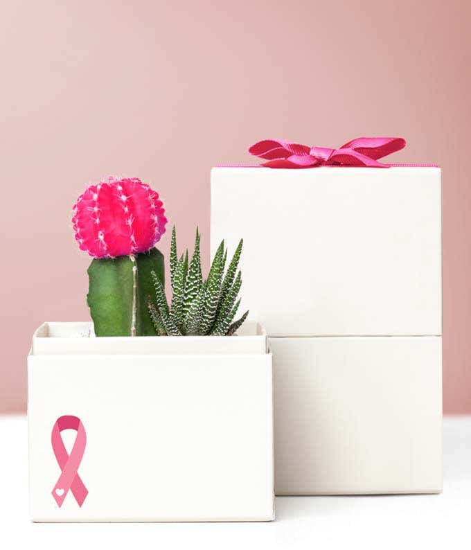 Lula's Garden  Breast Cancer Awareness Ros Succulent Garden
