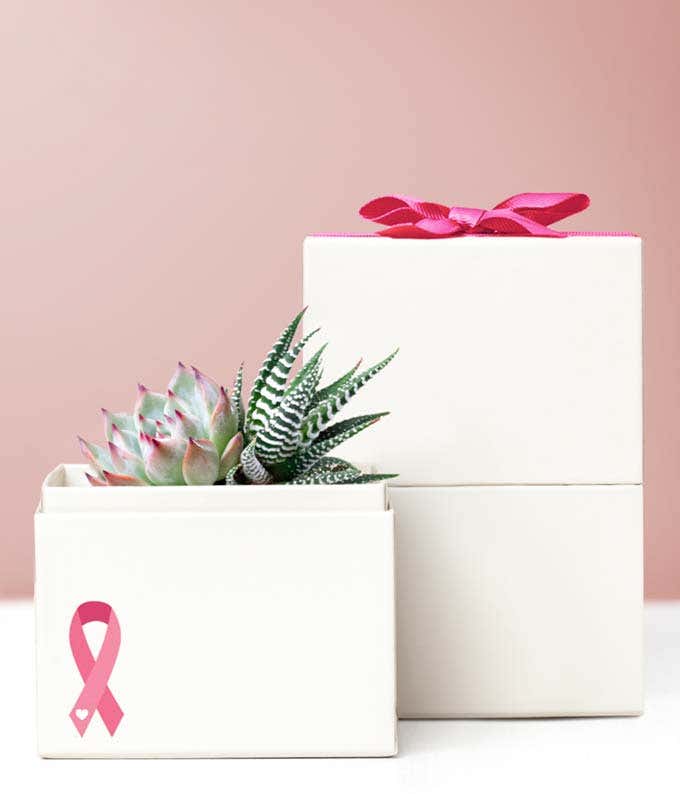 Lula's Garden  Breast Cancer Awareness Glow Succulent Garden